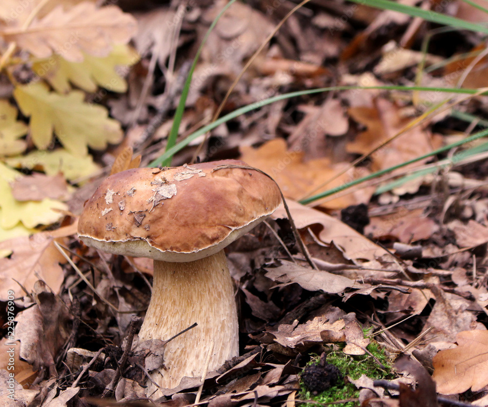 Mushroom growing in autumn forest. Boletus on green grass top view background.Mushroom picking. Mushroom growing in autumn forest. Boletus on green grass top view background.Mushroom picking.
