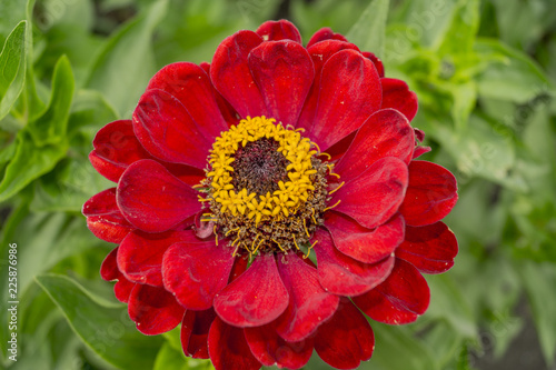 red flower