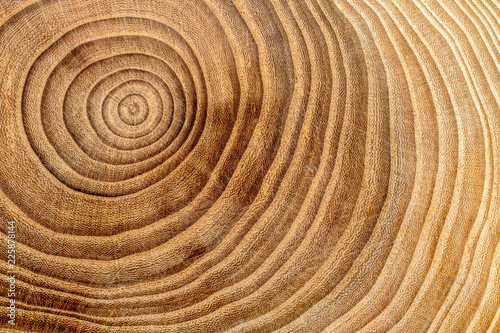 Wood cross section. Natural wooden background image with annual age rings.