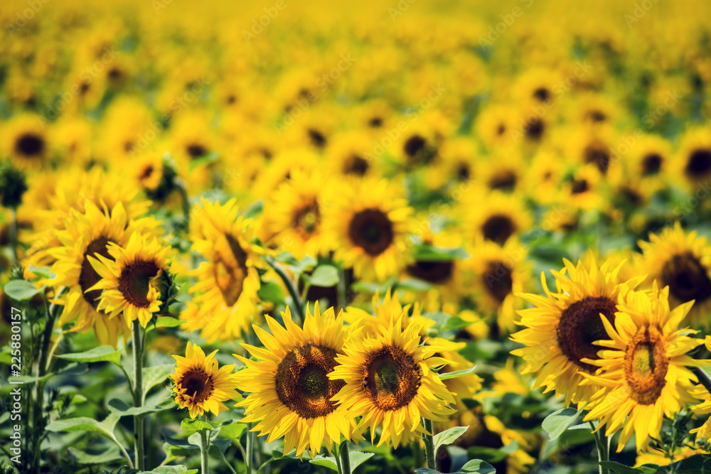 A field of ripening sunflowers brightly lit by the sun. Selective focus. A field of ripening sunflowers brightly lit by the sun. Selective focus.