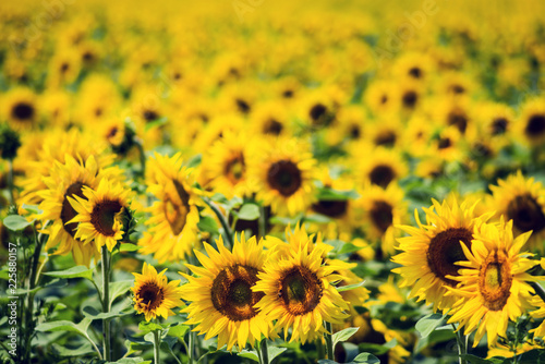 Fototapeta Naklejka Na Ścianę i Meble -  A field of ripening sunflowers brightly lit by the sun. Selective focus.