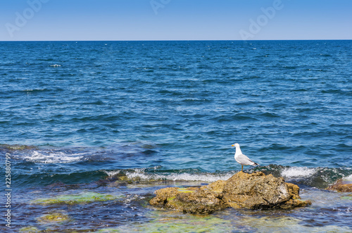 Seagull by the sea. Seascape with a seagull standing on the coastal stone. Tidal bore