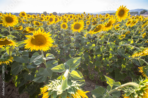 Fototapeta Naklejka Na Ścianę i Meble -  Big sunflower field