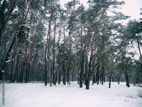 Trees in the snow. Winter forest. Christmas background