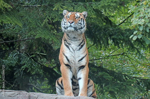 Fototapeta Naklejka Na Ścianę i Meble -  Tiger im Wald