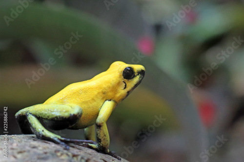 Schrecklicher Pfeilgiftfrosch (Phyllobates terribilis) photo