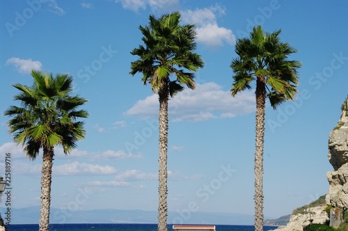 Trzy palmy na tle błękitnego nieba, Tropea, Włochy