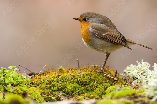 Robin (Erithacus rubecula) standing in the ground