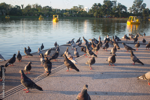 Photo of a flock of pigeons resting on the ground