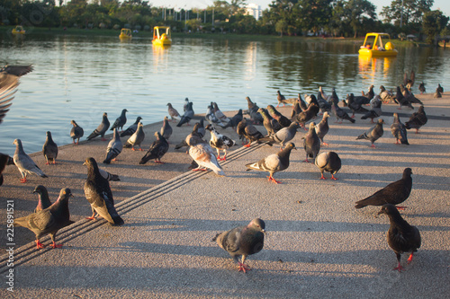 pigeons standing on the city floor
