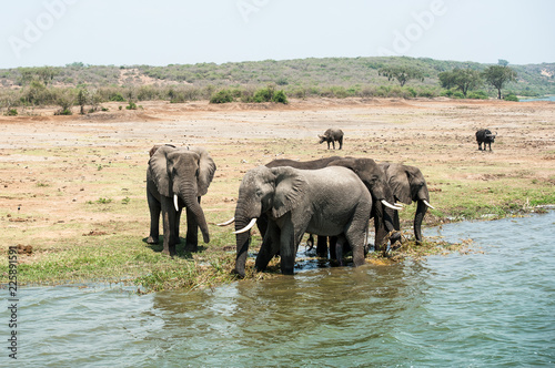 Elefanti al Kazinga Channel, Uganda, Africa photo