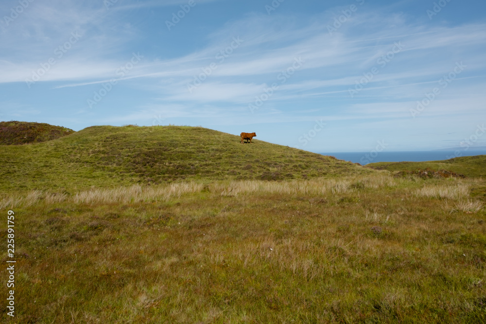 Obraz premium Die Kuh