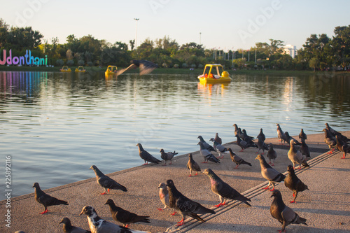 Portrait of a walking pigeon in sunny