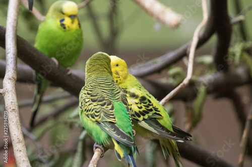 Three parrots relaxing together photo