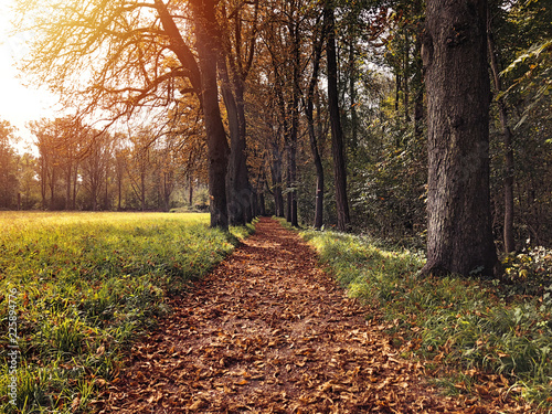 Schöne Herbststimmung Waldweg mit Laub photo
