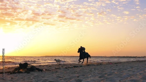 Man rider riding on horse and dog running on sandy beach while morning sunrise