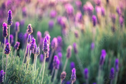 Lavender flowers pink and purple background photo