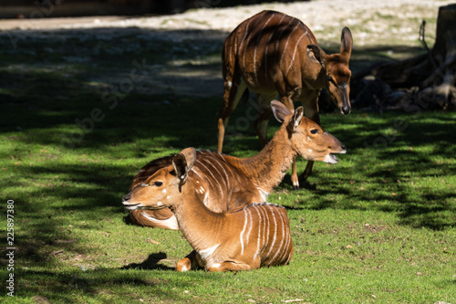 Hirschziegenantilope - Antilope cervicapra photo