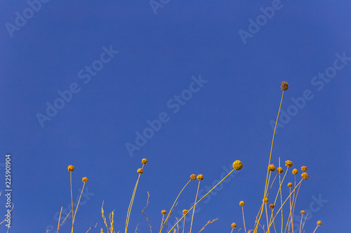 Billy Buttons (Craspedia variabilis) at clear blue sky background in Pamukkale photo