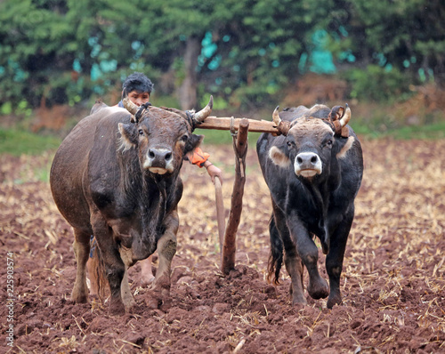 oxen team joined by yoke plow fieild in rural Peru photo