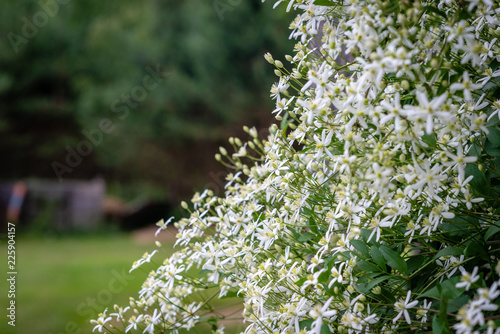 Selective focus photography. Nature background. Shrub with white flowers. photo