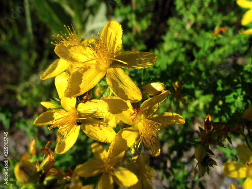 Hypericum perforatum, yellow blossom close-up, a major medicinal plant, antidepressant and antiviral-effects, St. John's wort photo