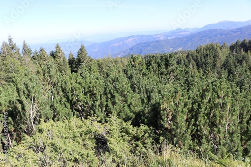 foresta di abeti presso il monte Cimone photo