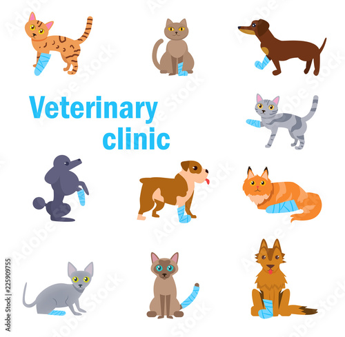 Veterinary clinic. Animals with bandaged paws Vector. Cartoon. Isolated art on white background.