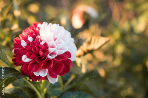 Fototapeta Naklejka Na Ścianę i Meble -  Dahlien im Garten