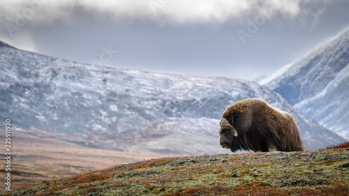 Musk ox (Ovibos moschatus) in autumn landscape in Dovre national park, Norway photo