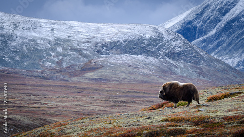 Musk ox (Ovibos moschatus) in autumn landscape in Dovre national park, Norway photo