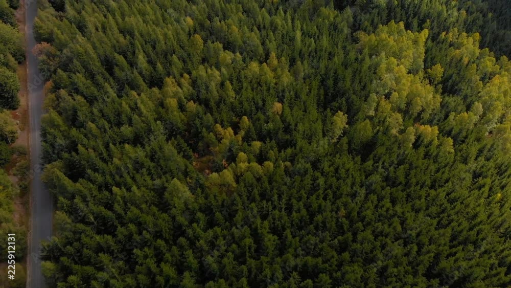 aerial view of the winding mountain road in a green forest aerial view of the winding mountain road in a green forest