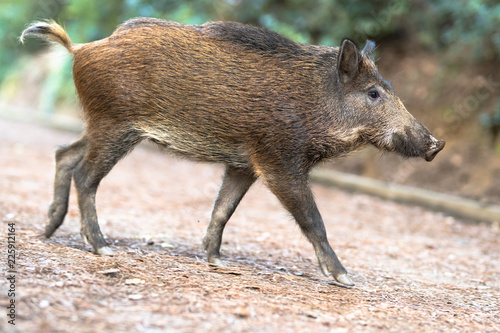Canvas Print wild pigs