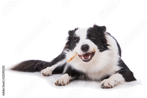 Fototapeta Naklejka Na Ścianę i Meble -  Junger Border Collie mit Kaustange isoliert auf weißem Grund