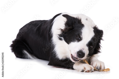 Fototapeta Naklejka Na Ścianę i Meble -  Junger Border Collie kaut auf Rinderhautknochen isoliert auf weißem Grund