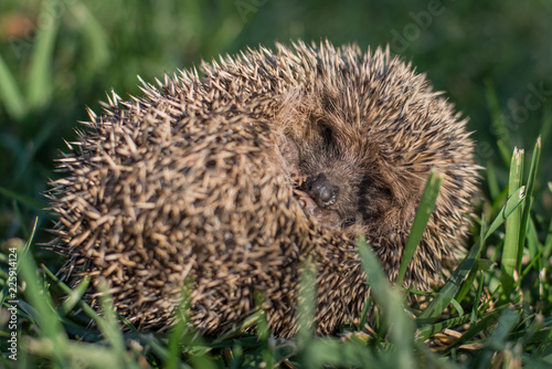 Close up of a Young wild hedgehog sleeping on the grass. ITALY 2017