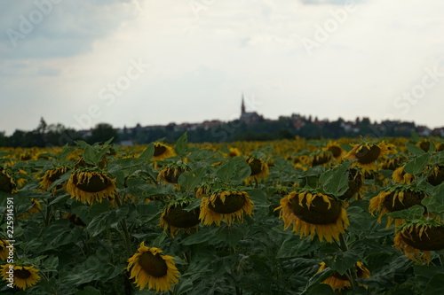 Fototapeta Naklejka Na Ścianę i Meble -  Sonnenblumenfeld