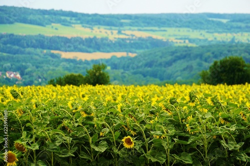 Fototapeta Naklejka Na Ścianę i Meble -  Sonnenblumenfeld
