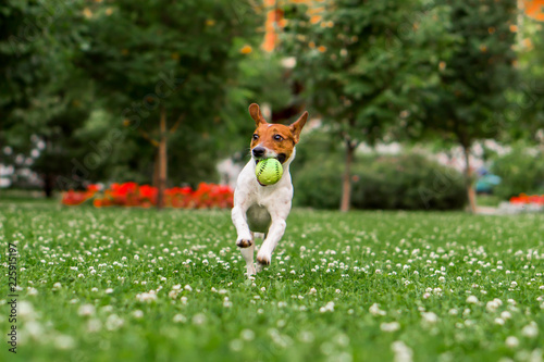 dog russell terrier with a ball on the lawn