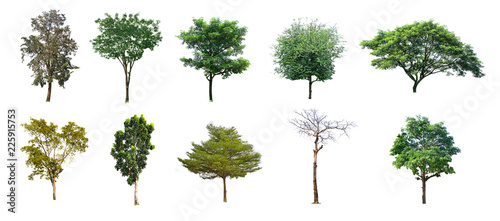 Various trees from Thailand, collection set no.02 isolated on white background