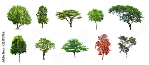 Various trees from Thailand, collection set no.01 isolated on white background