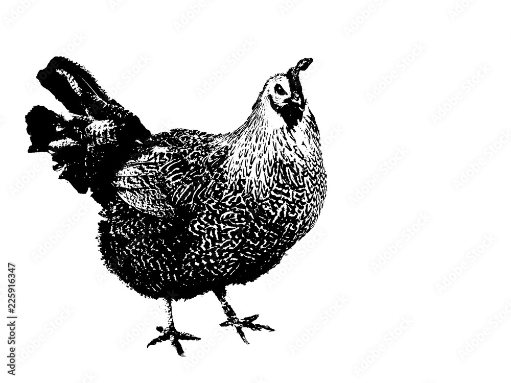 Henne, Huhn schwarz weiß skizze Zeichnung, Hühnchen in schwarz auf weiß ...