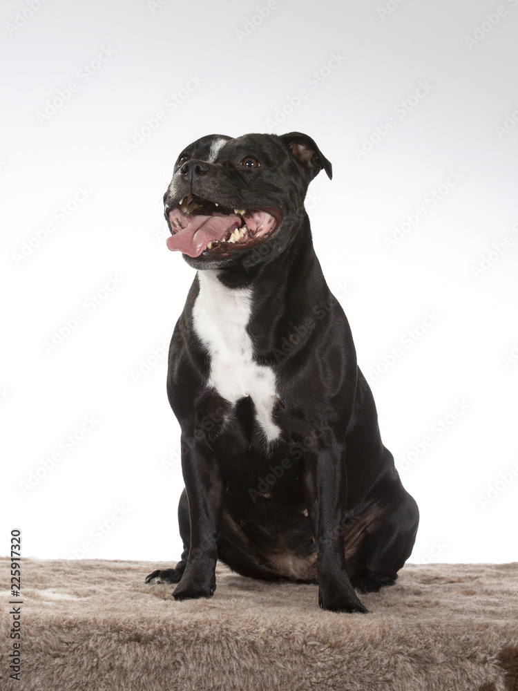 American staffordshire terrier dog portrait. Image taken in a studio.