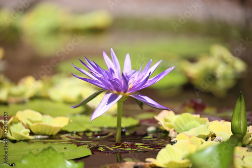 lavender lily pond