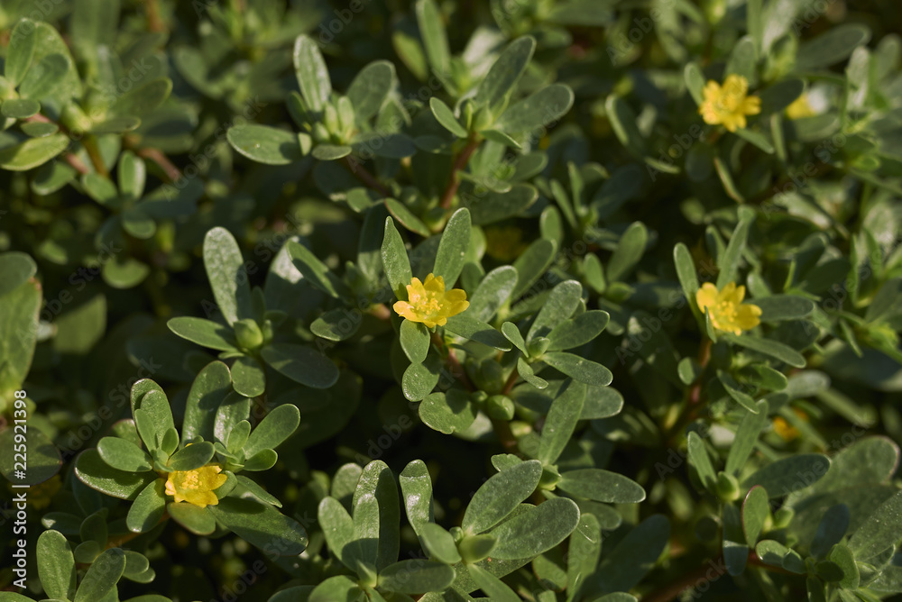 Portulaca oleracea