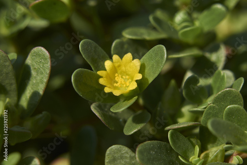 Portulaca oleracea photo