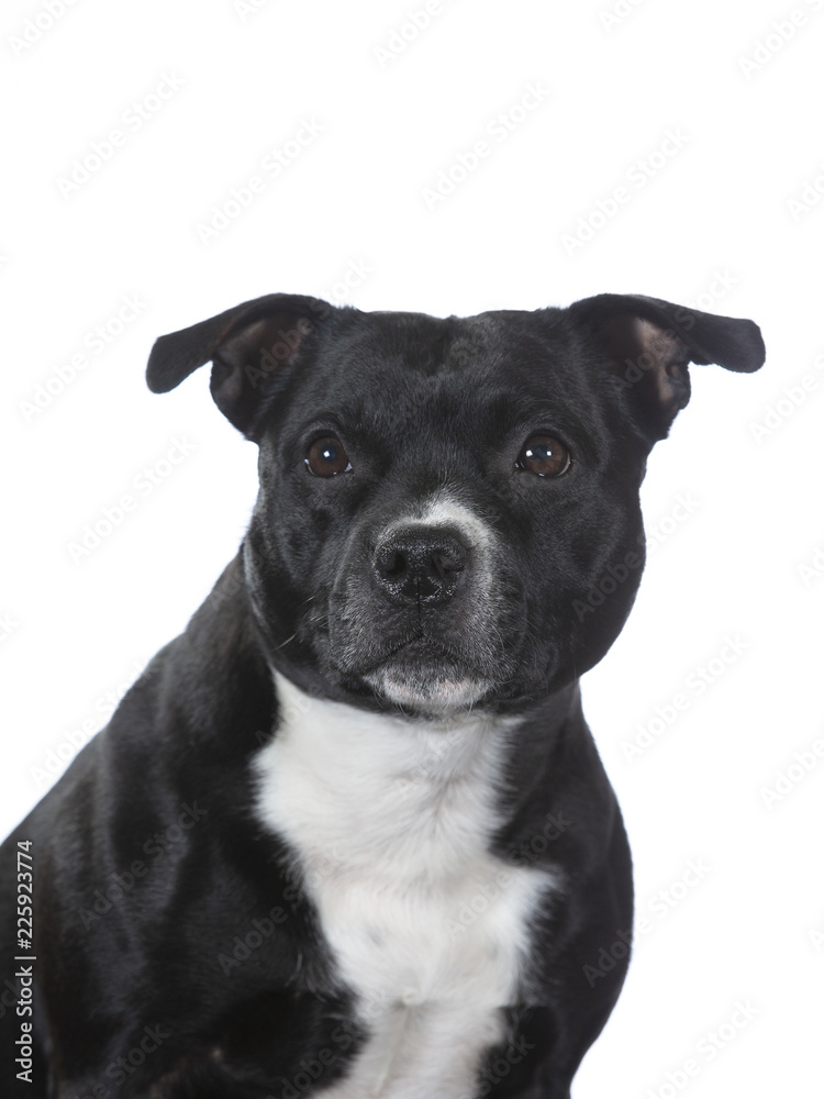 Amstaff dog portrait. Image taken in a studio, isolated on white.