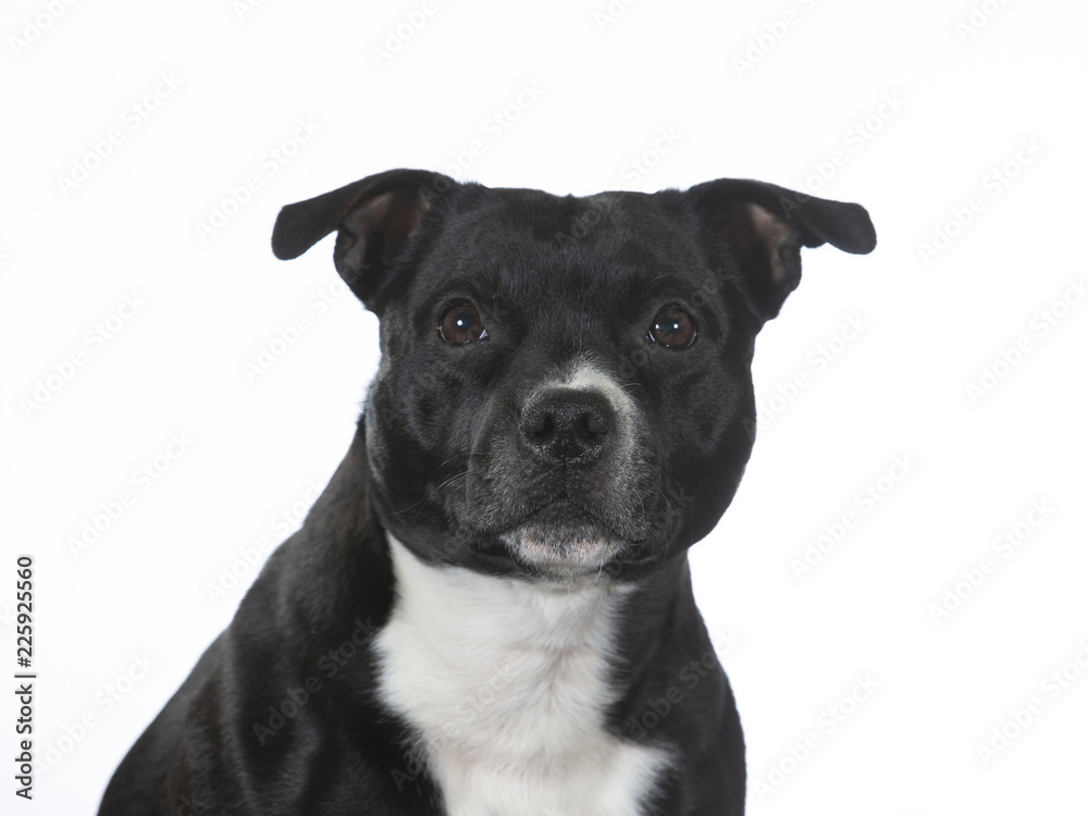 Amstaff portrait with a white background, isolated on white. Amstaff portrait with a white background, isolated on white.