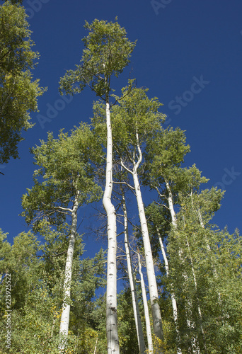Aspen trees in Colorado focusing on the tree trunks, fall 2018