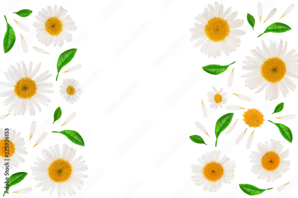 chamomile or daisies with leaves isolated on white background with copy space for your text. Top view. Flat lay chamomile or daisies with leaves isolated on white background with copy space for your text. Top view. Flat lay